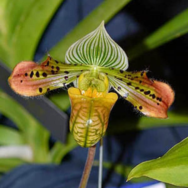 Paphiopedilum Yachiyo Lady 